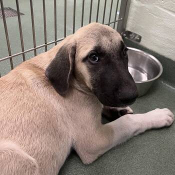 Perla -  Anatolian Shepherd Dog for Adoption in West Palm Beach, Florida - Perla | PetCurious