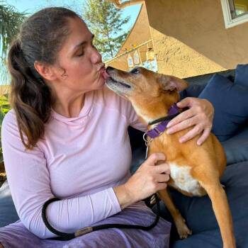 Nutmeg -  Cattle Dog Dog for Adoption in Ramona, California - Nutmeg | PetCurious