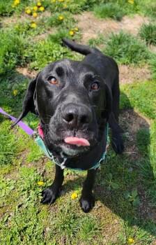 Irish Setter and Labrador Retriever Dogs Available for Adoption in Elmira, New York - Alfie | PetCurious