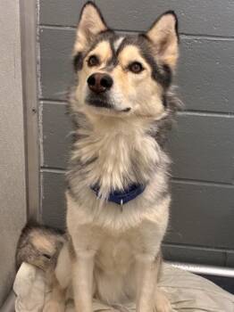 Aura -  Husky and Mixed Breed Dog for Adoption in West Chester, Pennsylvania - Aura | PetCurious