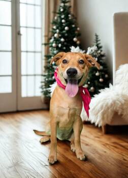 Rescue Labrador Retriever Dogs for Adoption in Humble, Texas - Biscuit | PetCurious