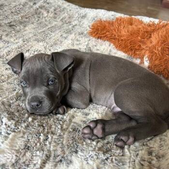 Cane Corso and Mixed Breed Dogs Available for Adoption in Dayton, Ohio - Chopper | PetCurious