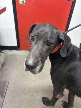 Evo -  Great Dane and Mixed Breed Dog for Adoption in West Chester, Pennsylvania - Evo | PetCurious