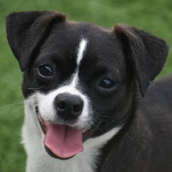 Tinky Winky -  Terrier Dog for Adoption in Auburn, Nebraska - Tinky Winky | PetCurious