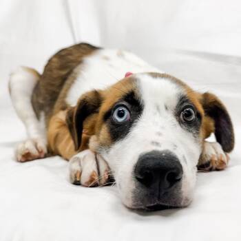 Shepherd Dogs Available for Adoption in Parker, Colorado - 497 (2026) Cheyenne | PetCurious