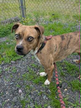 Topaz -  Mountain Cur and Beagle Dog for Adoption in Brockton, Massachusetts - Topaz | PetCurious