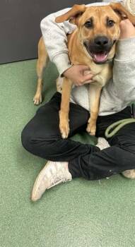 German Shepherd Dog and Mixed Breed Dogs Available for Adoption - D35-26 | PetCurious