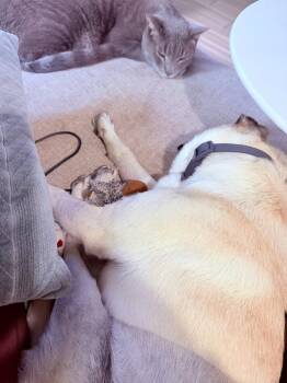 Pug Dogs Available for Adoption in Davis, California - Pugsley | PetCurious