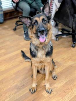 Rescue German Shepherd Dog Dogs for Adoption in Whitewater, Wisconsin - Bogey | PetCurious
