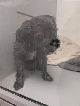 Mixed Breed Dogs Available for Adoption in Montreal, Quebec - Vagabond | PetCurious