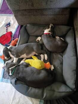 Great Dane Dogs Available for Adoption in Sedalia, Colorado - Pheonie | PetCurious