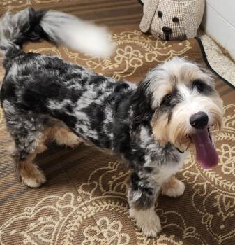 Levi( mini) -  Bernedoodle Dog for Adoption in Smithfield, Pennsylvania - Levi( Mini) | PetCurious