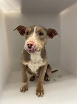 Mixed Breed Dogs Available for Adoption - Dallas | PetCurious