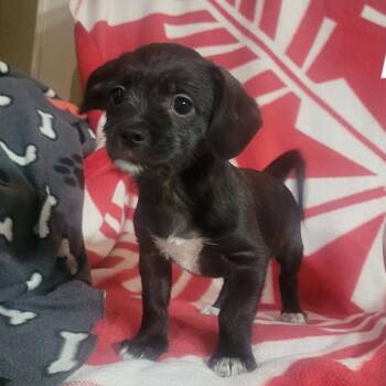 Chihuahua and None Dogs Available for Adoption in Loves Park, Illinois - Sulu | PetCurious
