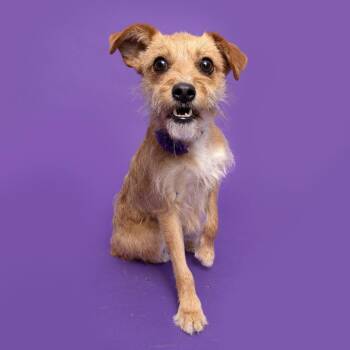 Mixed Breed Dogs Available for Adoption - Elizabeth | PetCurious