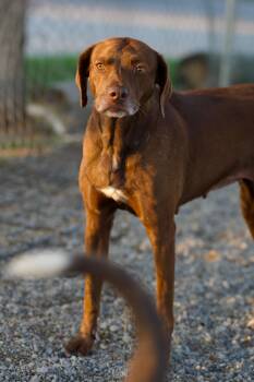 Rescue Pointer and Labrador Retriever Dogs for Adoption in Hiawatha, Kansas - Faleen | PetCurious