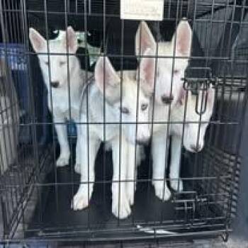 Siberian Husky Dogs Available for Adoption in North Haledon, New Jersey - Eli Kna As Ghost | PetCurious