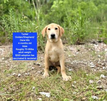 Tucker -  Golden Retriever and Shepherd Dog for Adoption in Oviedo, Florida - Tucker | PetCurious