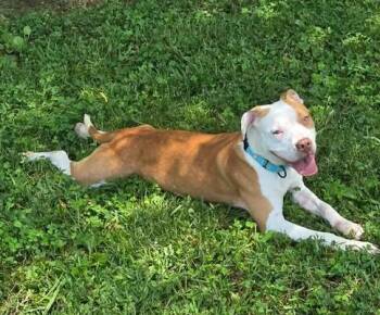 Blanche -  Mixed Breed Dog for Adoption in Point Pleasant, West Virginia - Blanche | PetCurious