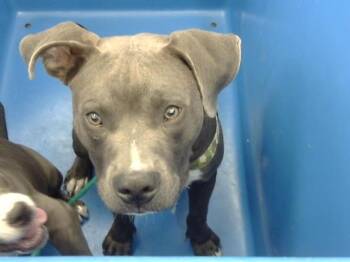 Mixed Breed Dogs Available for Adoption in Dallas, Texas - WALLACE | PetCurious