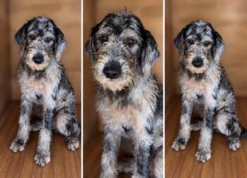 Ernie -  Irish Wolfhound and Standard Poodle Dog for Adoption in Covington, Louisiana - Ernie | PetCurious