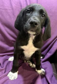 Chipotle -  Great Pyrenees and Great Dane Dog for Adoption in Mundelein, Illinois - Chipotle | PetCurious