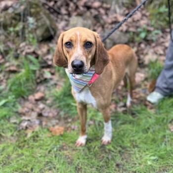 Hound and Mixed Breed Dogs Available for Adoption - Twinkle | PetCurious