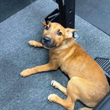 Lexie *Arriving 7/25* D11792 -  Shepherd and Carolina Dog Dog for Adoption - Lexie *Arriving 7/25* D11792 | PetCurious
