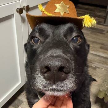 Hank -  Black Labrador Retriever and Border Collie Dog for Adoption in Belleville, Illinois - Hank | PetCurious