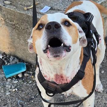 Dueces -  Pit Bull Terrier Dog for Adoption in Philadelphia, Pennsylvania - Dueces | PetCurious