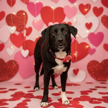 Collins -  Labrador Retriever Dog for Adoption in Lewisville, Indiana - Collins | PetCurious