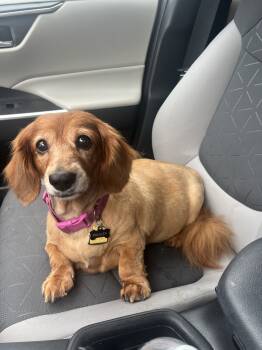 Rescue Dachshund Dogs for Adoption in Cookeville, Tennessee - Paisley | PetCurious