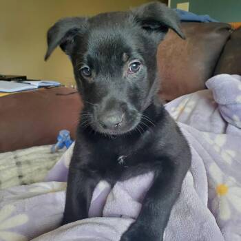 Shepherd Dogs Available for Adoption in Kettering, Ohio - Storm - Pre Adoption | PetCurious