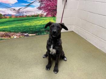 Rescue Dutch Shepherd Dogs for Adoption in San Marcos, California - URGENT! SAVE ME PLEASE! Dirk #A546820 | PetCurious