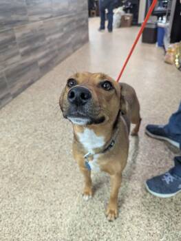 Rescue Cattle Dog Dogs for Adoption in Dickinson, North Dakota - Mya | PetCurious