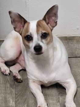 Porto -  Jack Russell Terrier and Chihuahua Dog for Adoption in Ellijay, Georgia - Porto | PetCurious