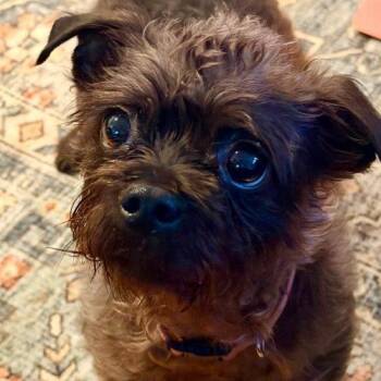 Cairn Terrier Dogs Available for Adoption in Hillsborough, North Carolina - Barris | PetCurious