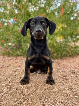 Pablo -  Dachshund Dog for Adoption in Helotes, Texas - Pablo | PetCurious
