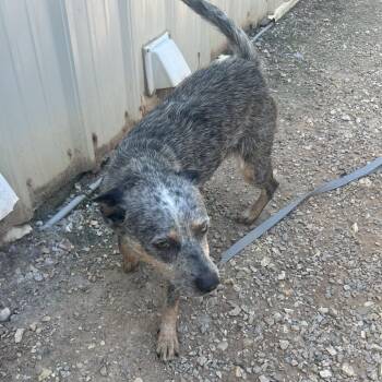 Ximera -  Mixed Breed Dog for Adoption in Auburn, Alabama - Ximera | PetCurious