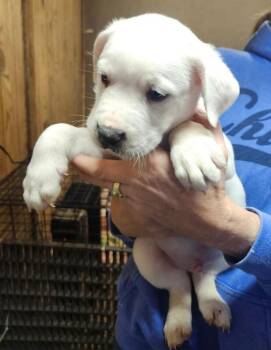 Dogo Argentino and Mixed Breed Dogs Available for Adoption - Alejandro | PetCurious