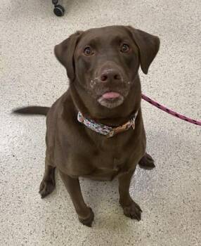Mocha -  Labrador Retriever and Mixed Breed Dog for Adoption in Fishers, Indiana - Mocha | PetCurious