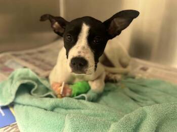 Mixed Breed Dogs Available for Adoption in Dallas, Texas - KALIE KAY | PetCurious
