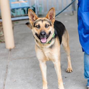 German Shepherd Dog Dogs Available for Adoption in Oakland, California - Tempura | PetCurious