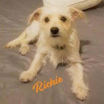 Richie #found-on-aisle-9 -  Norfolk Terrier and Portuguese Podengo Dog for Adoption in Houston, Texas - Richie #found-on-aisle-9 | PetCurious