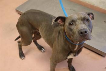LOUANNE -  Mixed Breed Dog for Adoption in Columbia, South Carolina - LOUANNE | PetCurious