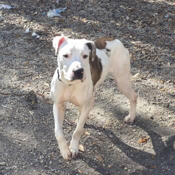 Coal -  Catahoula Leopard Dog and Terrier Dog for Adoption in Abbotsford, British Columbia - Coal | PetCurious
