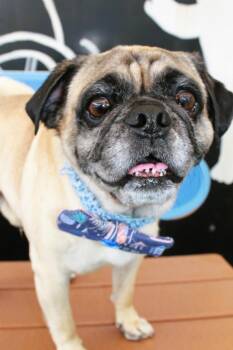 Pug Dogs Available for Adoption in Gardena, California - Friday | PetCurious