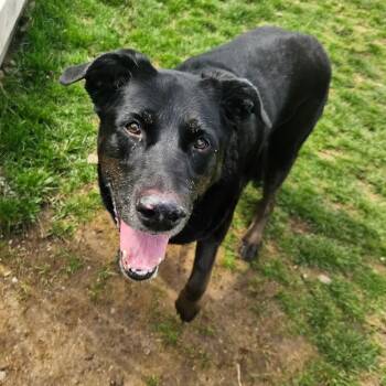 Daisy -  Mixed Breed Dog for Adoption in Fairport, New York - Daisy | PetCurious