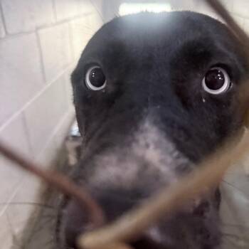 Valentina -  Mixed Breed Dog for Adoption in Summerville, South Carolina - Valentina | PetCurious