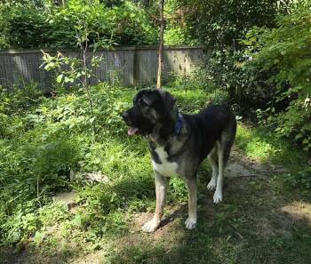 Rescue Anatolian Shepherd and Mastiff Dogs for Adoption in San Tan Valley, Arizona - MARYLAND, CHEVERLY; "KOA" | PetCurious